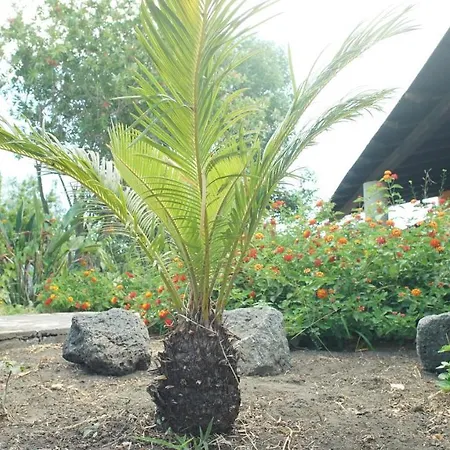 Mimì Vulcano (Isola)